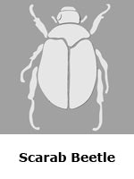Scarab Beetle